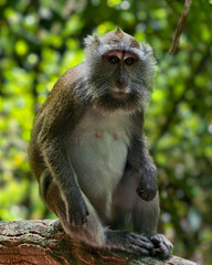 Close-Up of Long-Tailed Macaque Sitting on Tree Trunk in Tropical Forest, Staring Intently with Natural Green Background