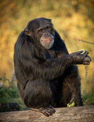 Chimpanzee sit on meadows, holds a piece of fruit, stares and grins.