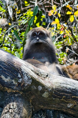 Long-Tailed Macaque Sitting on Large Tree Trunk in Sunlit Jungle, Surrounded by Colorful Leaves and Natural Foliage