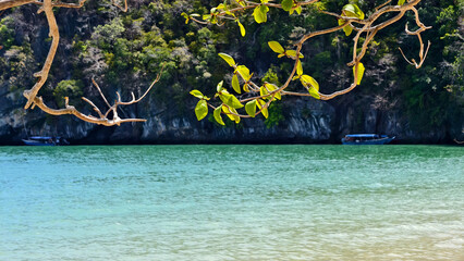 Tropical Coastal Scene with Crystal-Clear Turquoise Water, Overhanging Branches, and Boats Near Forested Limestone Cliffs