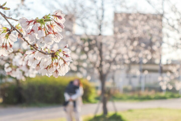 Naklejka premium 夕方、桜が咲く公園で子供を抱っこして散歩する母親