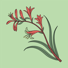 Kangaroo Paw vector Illustrator Artwork