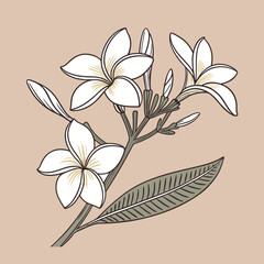 Jasmine vector Illustrator Artwork