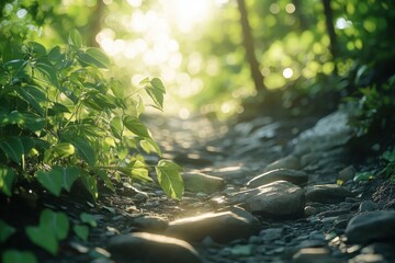 Sunlight filters through a forest path. Lush greenery surrounds a stone-strewn trail