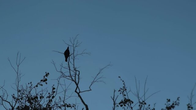 Tui bird with a white feather on a tree at sunset time in Wellington, New Zealand.