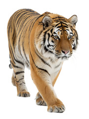 Fototapeta premium a A tiger walking towards the camera, isolated on a transparent background