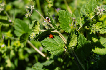 Ladybug walking on green leaf in summer sunlight