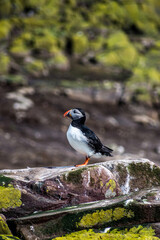 Inner Farne, Northumberland, UK.