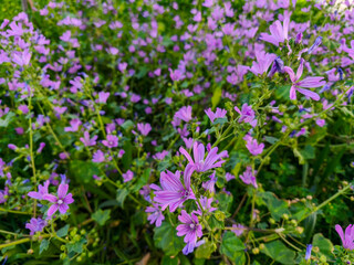 Obraz premium Wild flower; Scientific name: Malva sylvestris. Its common name in Turkey is Mallow plant.