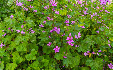 Wild flower; Scientific name: Malva sylvestris. Its common name in Turkey is Mallow plant.