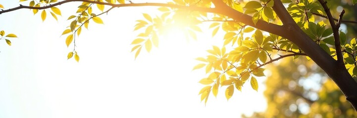 Obraz premium Branches with soft light filtering through white background, woody, forest, nature