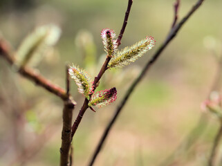3月に咲いた可愛らしいクロヤナギの花