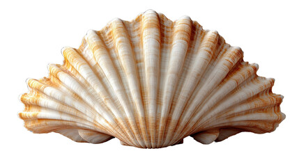 Obraz premium Elegant Seashell: A detailed studio shot captures the intricate patterns and delicate textures of a pristine seashell, with warm, earthy tones creating a sense of natural beauty and coastal charm.