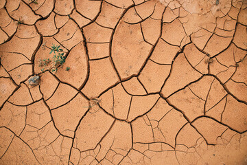 Takir, takyr soil and green plant. New life amid drought. Landform, drying out saline soil in...