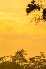 sunset in the forest