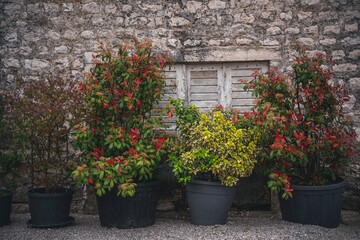 Potted plants against a wall in the backyard of a stone house