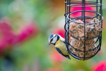 H&uuml;bsche Blaumeise auf Futtersuche