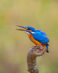 kingfisher on the branch