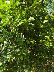 Fototapeta premium Fresh Green Limes on a Tree with Lush Leaves in Sunlight