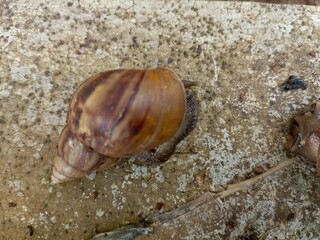 A group of snails walking. Closeup of land snails walking on rocks. Semarang,Indonesia. 04-04-2025