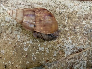 A group of snails walking. Closeup of land snails walking on rocks. Semarang,Indonesia. 04-04-2025