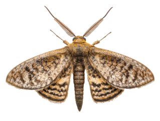 Detailed view of a moth showcasing intricate patterns and colors, cut out