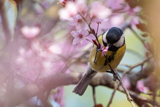 Great Tit Parus major Perched in Blossoming Cherry Branches
