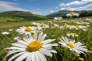 Blooming daisies in verdant mountain landscape under blue sky