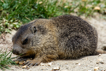 Marmots are large ground squirrels in the genus Marmota, with 15 species living in Asia, Europe, and North America. These herbivores are active during the summer. Above Saas Fee in the swiss Alps