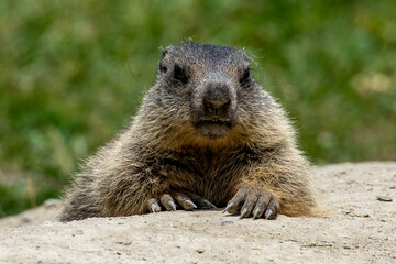 Marmots are large ground squirrels in the genus Marmota, with 15 species living in Asia, Europe, and North America. These herbivores are active during the summer. Above Saas Fee in the swiss Alps