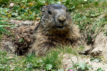 Marmots are large ground squirrels in the genus Marmota, with 15 species living in Asia, Europe, and North America. These herbivores are active during the summer. Above Saas Fee in the swiss Alps