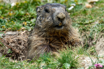 Marmots are large ground squirrels in the genus Marmota, with 15 species living in Asia, Europe, and North America. These herbivores are active during the summer. Above Saas Fee in the swiss Alps
