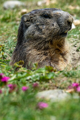 Marmots are large ground squirrels in the genus Marmota, with 15 species living in Asia, Europe, and North America. These herbivores are active during the summer. Above Saas Fee in the swiss Alps