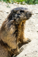 Marmots are large ground squirrels in the genus Marmota, with 15 species living in Asia, Europe, and North America. These herbivores are active during the summer. Above Saas Fee in the swiss Alps