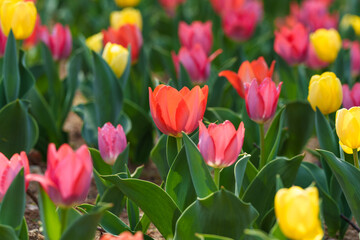 Close-up photo of colorful tulip flowers blooming in spring