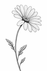 Fototapeta premium Vector coloring book for adults. Summer wild meadow flowers. Vector isolated elements