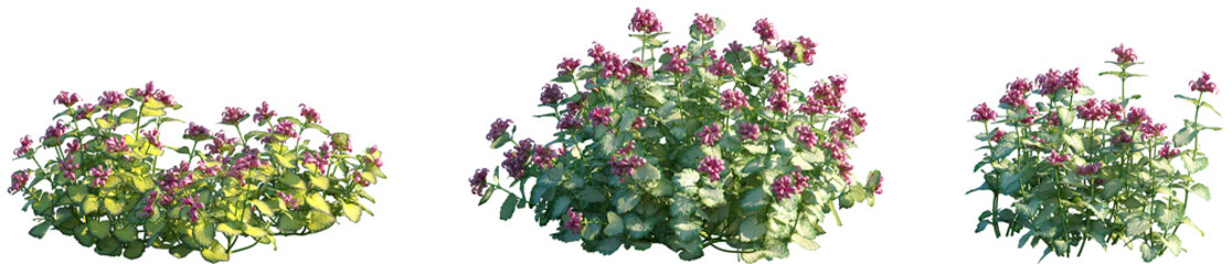 Set of Lamium maculatum (also known as spotted dead-nettle, spotted henbit and purple dragon) frontal isolated png on a transparent background perfectly cutout high resolution