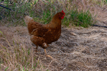 Brown hen exploring the natural surroundings in a sunny backyard during the late afternoon