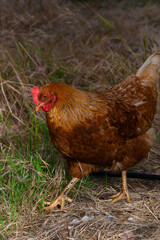 Brown hen foraging in the grass under the warm sunlight of a peaceful countryside morning