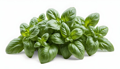Fresh Green Basil Leaves from Herb Garden Isolated on Transparent Background – Culinary Herb Clipart for Kitchen Design, Recipes, and Digital Art Projects