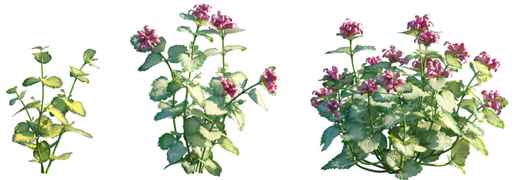 Set of Lamium maculatum (also known as spotted dead-nettle, spotted henbit and purple dragon) frontal isolated png on a transparent background perfectly cutout high resolution