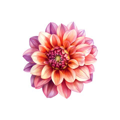 Fototapeta premium dahlia watercolor illustration with delicate petals and details.