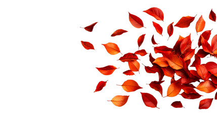 Autumn leaves on black background in studio shot, cut out transparent