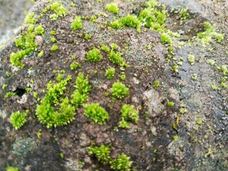 green moss on the fragile rocks of the landscape. Semarang.04-04-2025