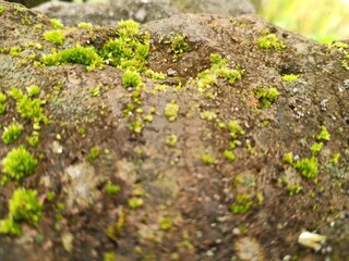green moss on the fragile rocks of the landscape. Semarang.04-04-2025