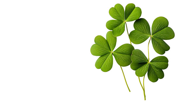 Four green shamrock leaves on a black background, cut out transparent - Powered by Adobe
