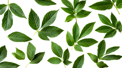 Leaves pattern on a black background, green foliage, leaf, cut out transparent