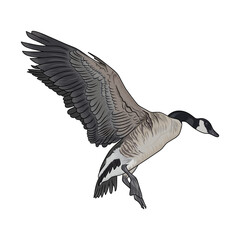 canadian goose duck hunting illustration logo vector image t shirt © Antler Tackle