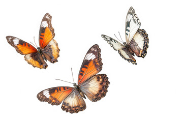 Fototapeta premium Three colorful butterflies flying on white background