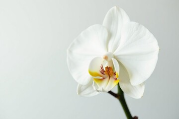 Obraz premium Close-up of pristine white orchid against stark white backdrop, texture, macro, isolated